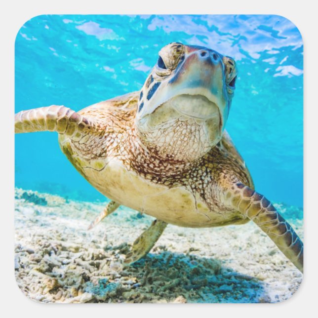 Blue ocean sea turtle face front sticker (Front)