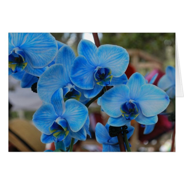 Blue Orchid from Vero Beach, Fl (Front Horizontal)