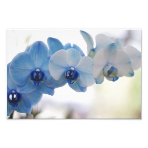 Blue Orchids Photo Print