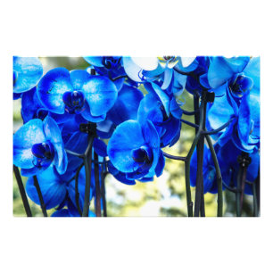 Blue orchids photo print