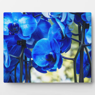 Blue orchids plaque