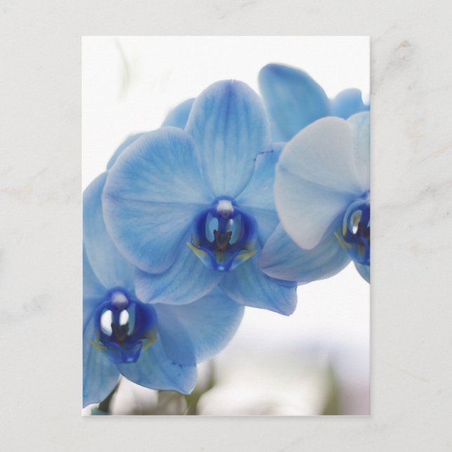Blue Orchids Postcard (Front)