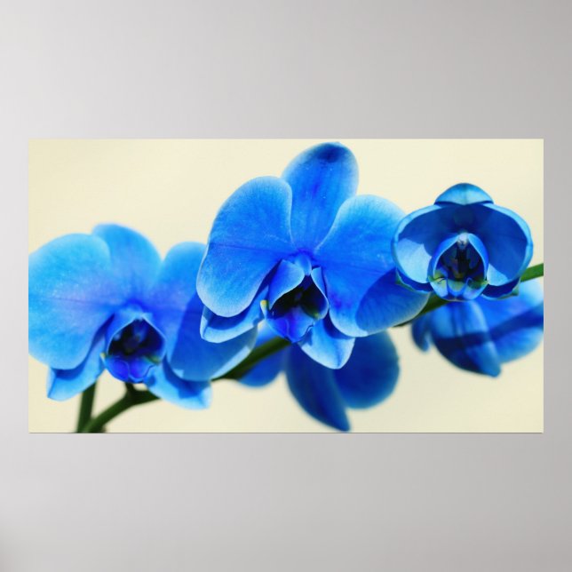 Blue orchids poster (Front)