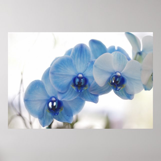 Blue Orchids Poster (Front)
