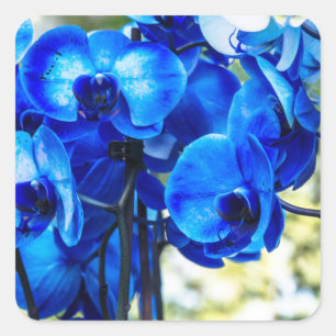 Blue orchids square sticker