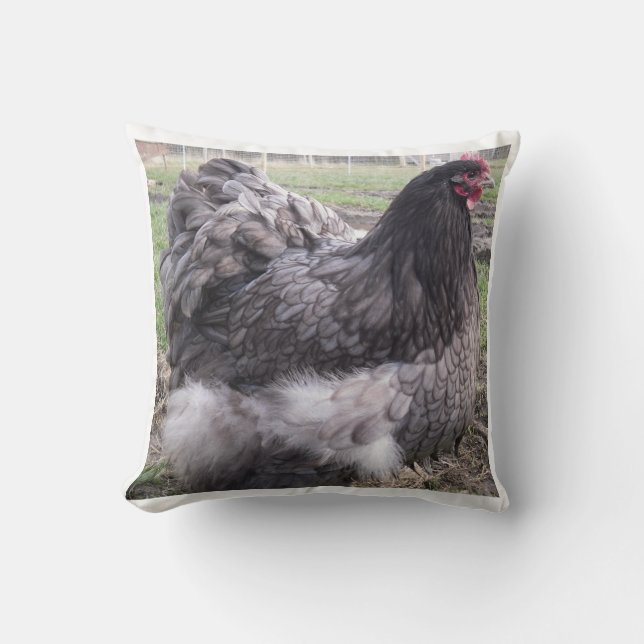 Blue Orpington Cushion, chicken, hen, rooster Cushion (Front)