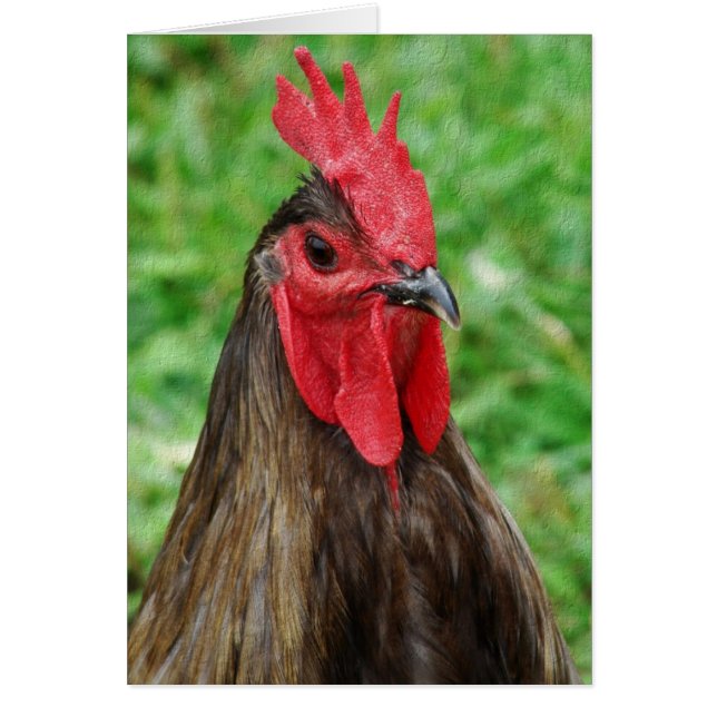 Blue Orpington Rooster With Texture (Front)