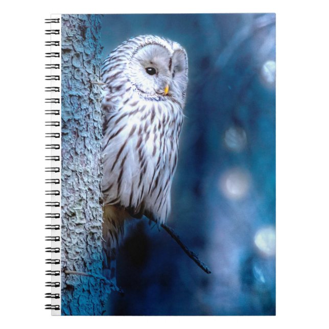 Blue owl notebook (Front)