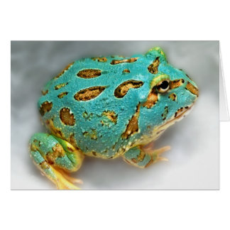 Blue Pac-Man Frog – Waiting, Waiting, Gotcha!