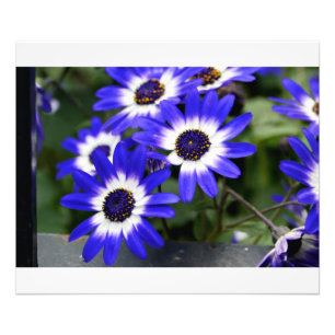 Blue Painted Daisies Photo Print