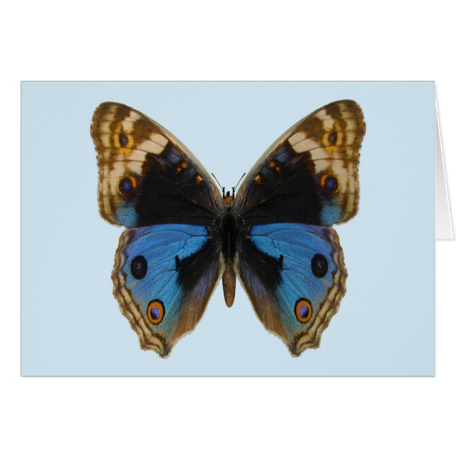 Blue Pansy Butterfly (Front Horizontal)