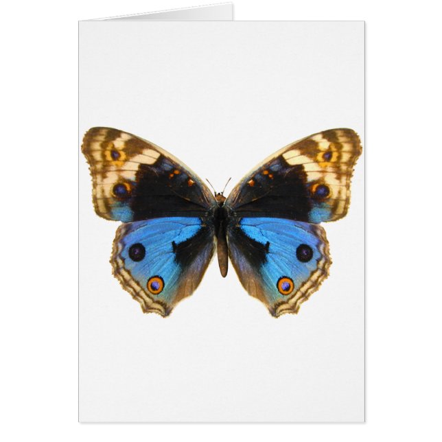 Blue Pansy Butterfly (Front)