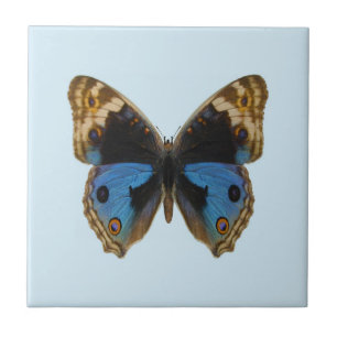 Blue Pansy Butterfly Ceramic Tile