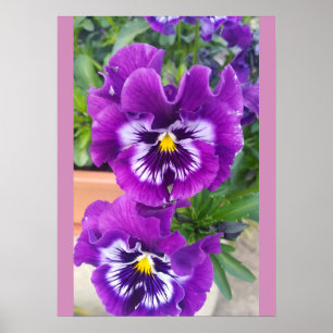 Blue Pansy Pansies Flower Floral Garden Poster