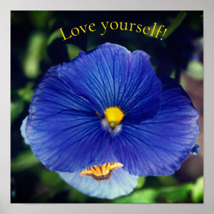 Blue pansy viola poster