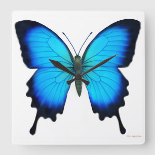 Blue Papilio Ulysses Butterfly Wall Clock