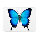 Blue Papilio Ulyssses Butterfly Premium Magnet
