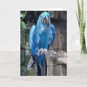 Blue parrot(card) holiday card