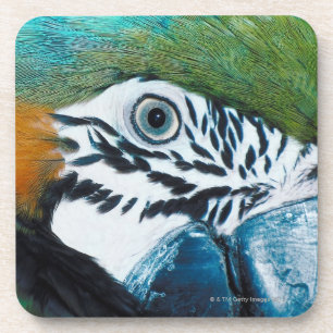 Blue Parrot Coaster