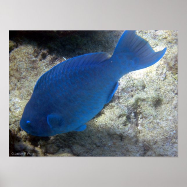 Blue Parrot Fish Poster (Front)