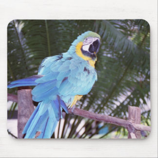 blue parrot mouse pad