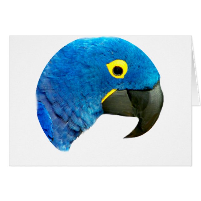Blue Parrot of Love_ (Front Horizontal)