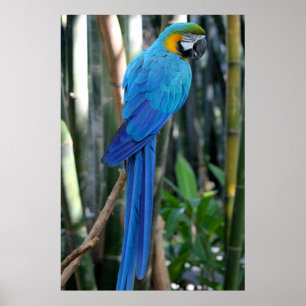 Blue Parrot photo Poster