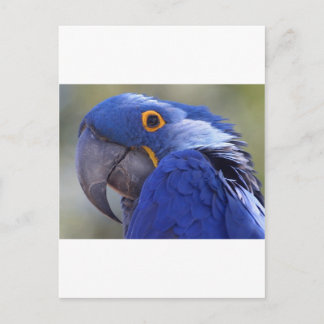 Blue Parrot Postcard