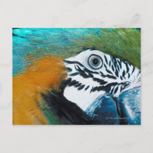 Blue Parrot Postcard