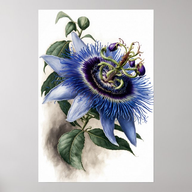 Blue Passion Flower Art Print Poster (Front)