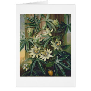 Blue Passion Flower for the 'Temple of Flora' by R