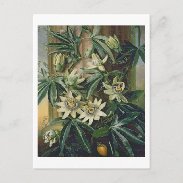Blue Passion Flower for the 'Temple of Flora' by R Postcard (Front)