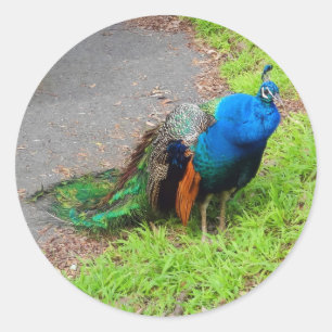 Blue Peacock #1 Stickers