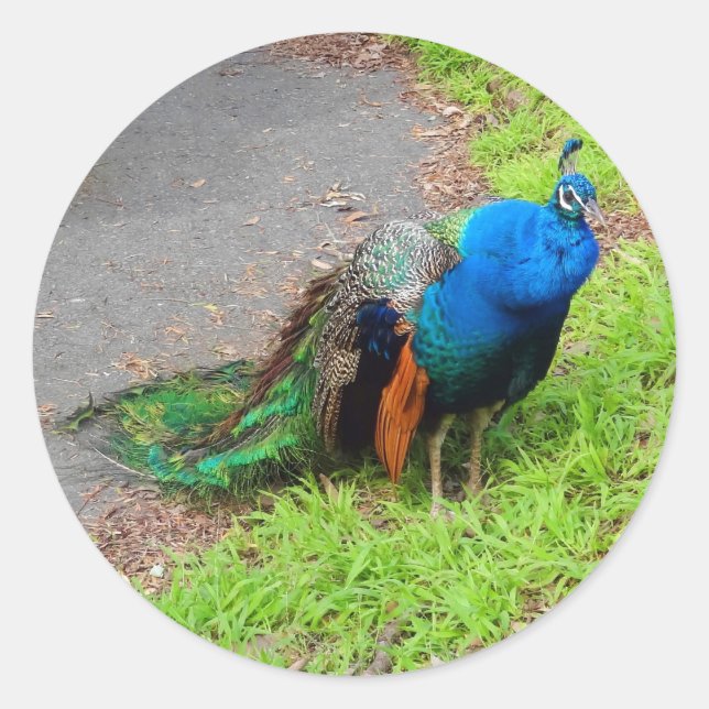 Blue Peacock #1 Stickers (Front)