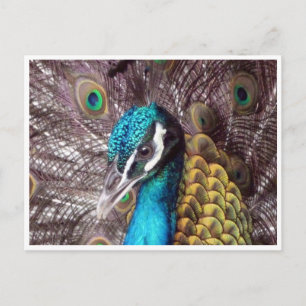 blue peacock face postcard