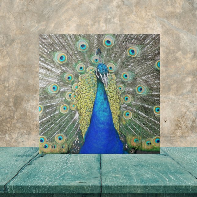 Blue Peacock Feather Plumage Ceramic Tile (In Situ)