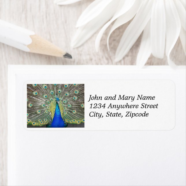 Blue Peacock Feather Plumage Return Address Label (Insitu)