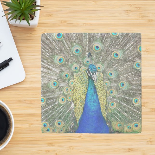 Blue Peacock Feather Plumage Stone Coaster (In Situ Office)