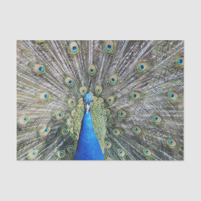 Blue Peacock Full Plumage Tissue Paper (Front)