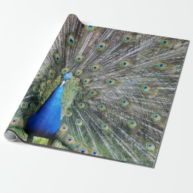 Blue Peacock Full Plumage Wrapping Paper (Unrolled)