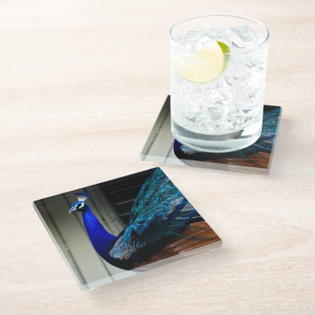 Blue Peacock  Glass Coaster (Angled)