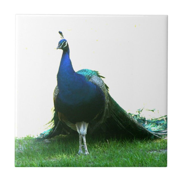 Blue peacock just grass clear sky ceramic tile (Front)