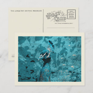 Blue Peacock portrait, peafowl male Postcard