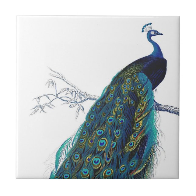 Blue Peacock with beautiful tail feathers Ceramic Tile (Front)