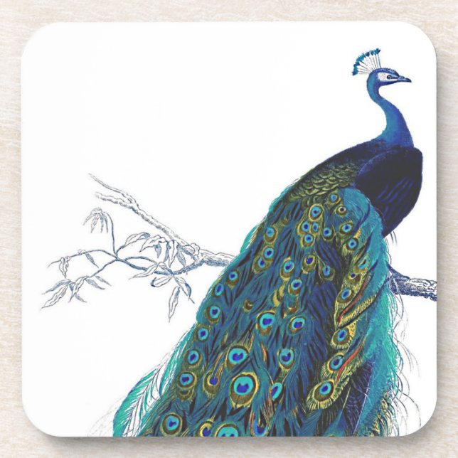 Blue Peacock with beautiful tail feathers Coaster (Front)