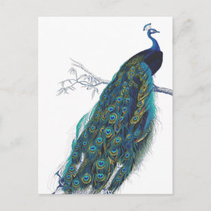 Blue Peacock with beautiful tail feathers Postcard