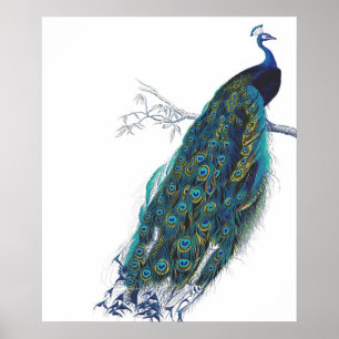 Blue Peacock with beautiful tail feathers Poster