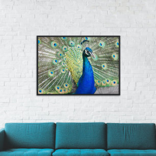 Blue Peacock with Colorful Plumage Photo Glossy Poster
