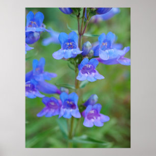 Blue Penstemon Flowers Poster
