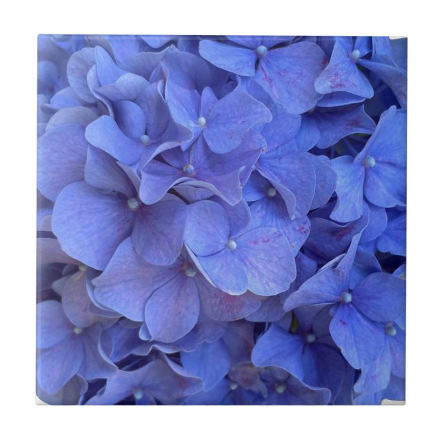 Blue periwinkle elegant floral hydrangeas  ceramic tile (Front)